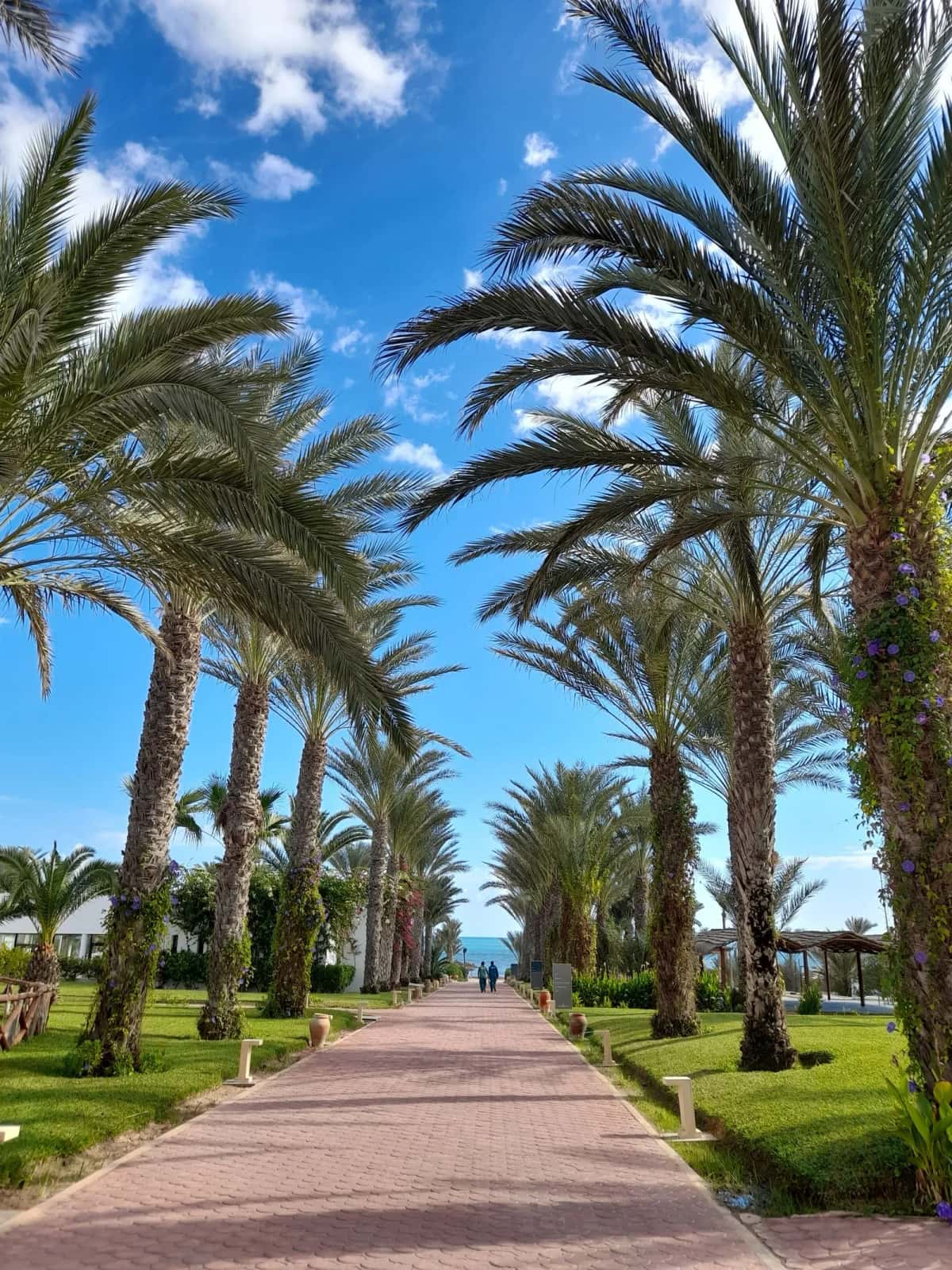 Allée de palmiers menant à la plage de Djerba, Tunisie