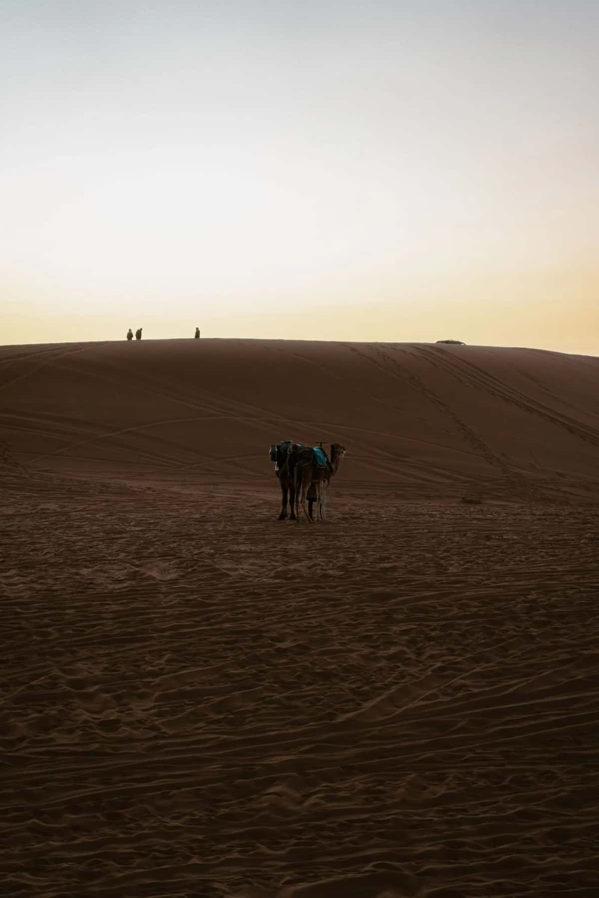 Chameaux au coucher de soleil dans le désert du Sahara