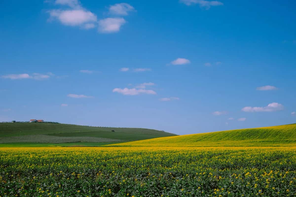 Champs de moutarde en fleurs sous un ciel bleu en Tunisie au printemps