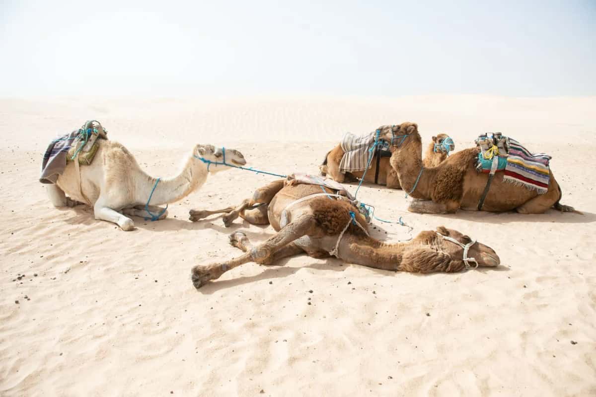 Dromadaires dans les dunes de sable doré de Tunisie