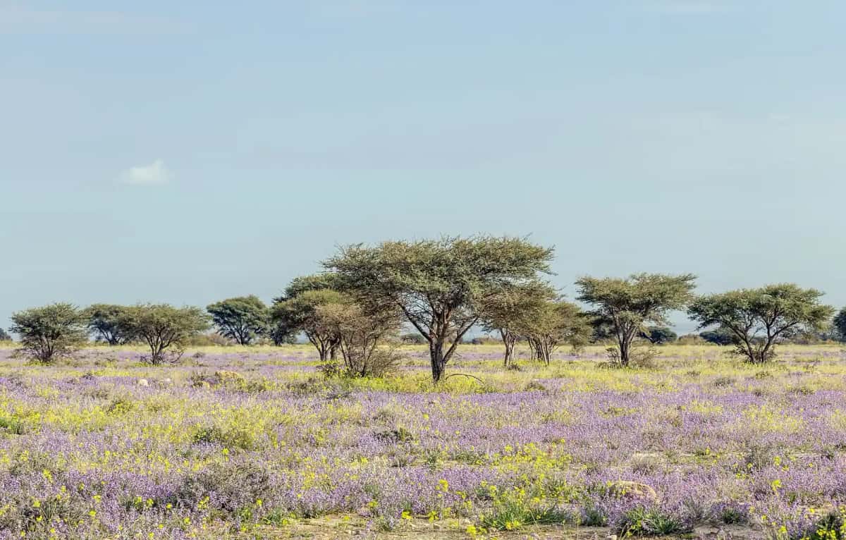 Acacias et tapis de fleurs violettes dans le parc national de Bouhedma, au printemps