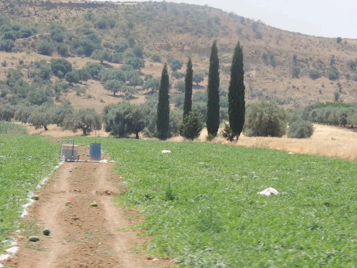 Campagne verte, oliviers et cyprès au printemps dans le nord de la Tunisie