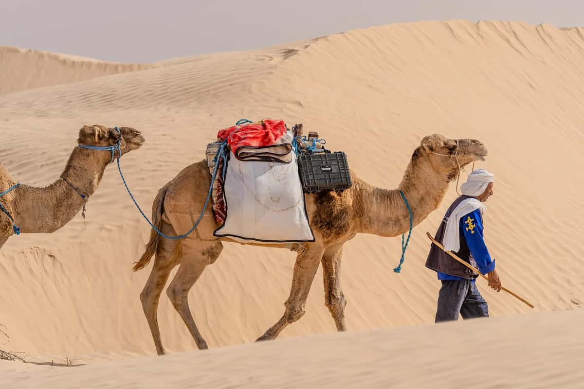 Un chamelier et ses dromadaires chargés traversant les dunes près de Douz