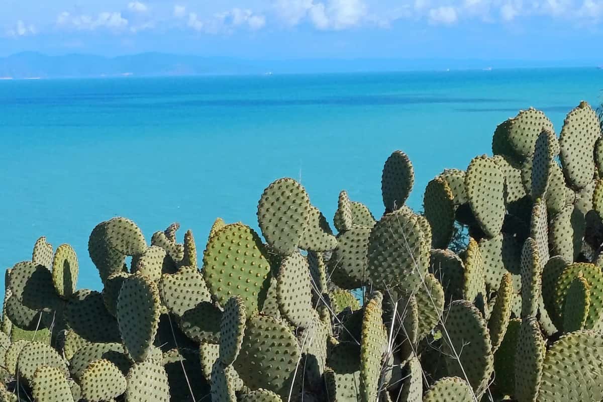 Côte de Gammarth au nord de La Marsa, sur le golfe de Tunis