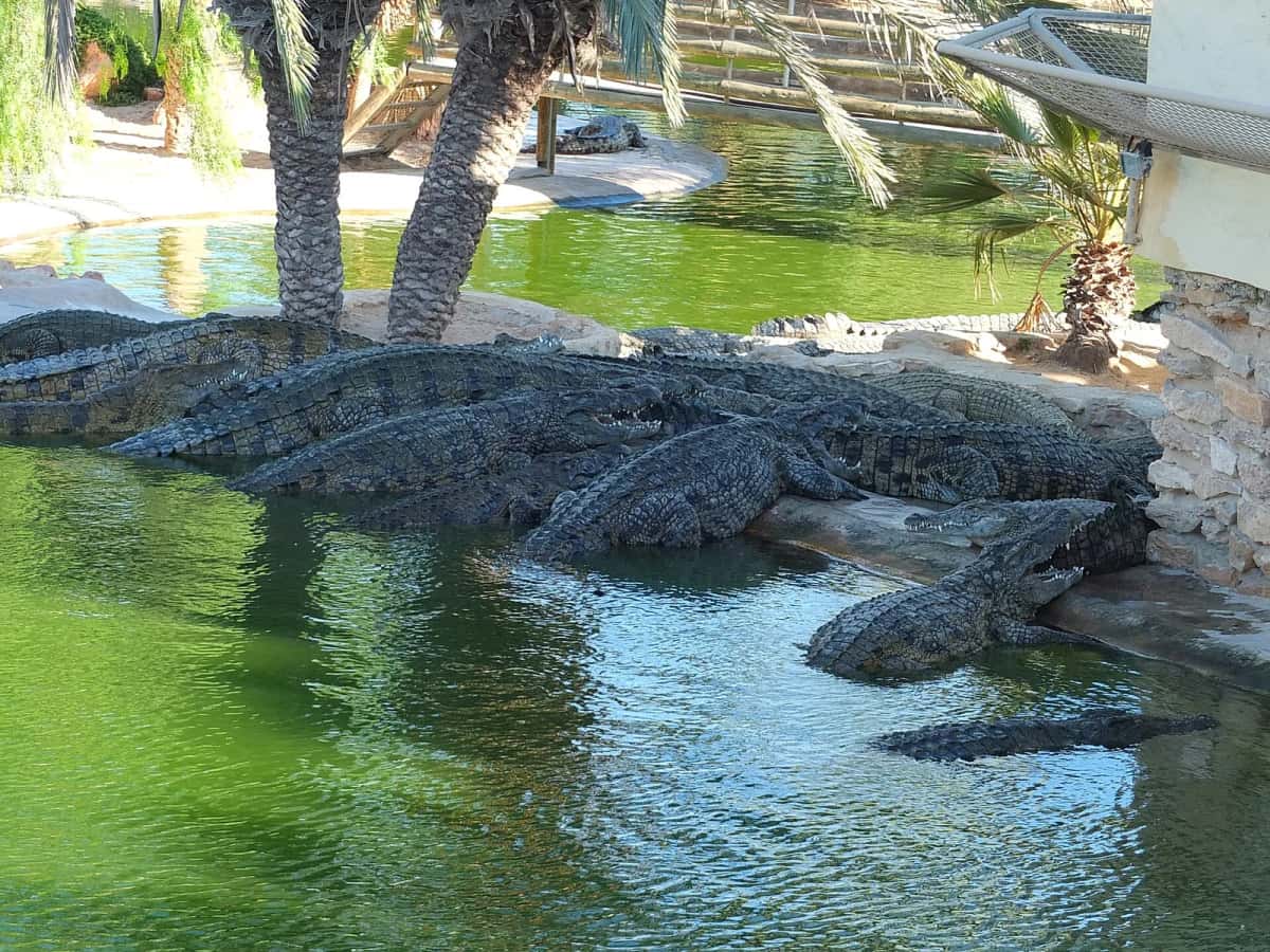 Crocodiles du Nil dans leur bassin entouré de palmiers au parc Djerba Explore, à Midoun