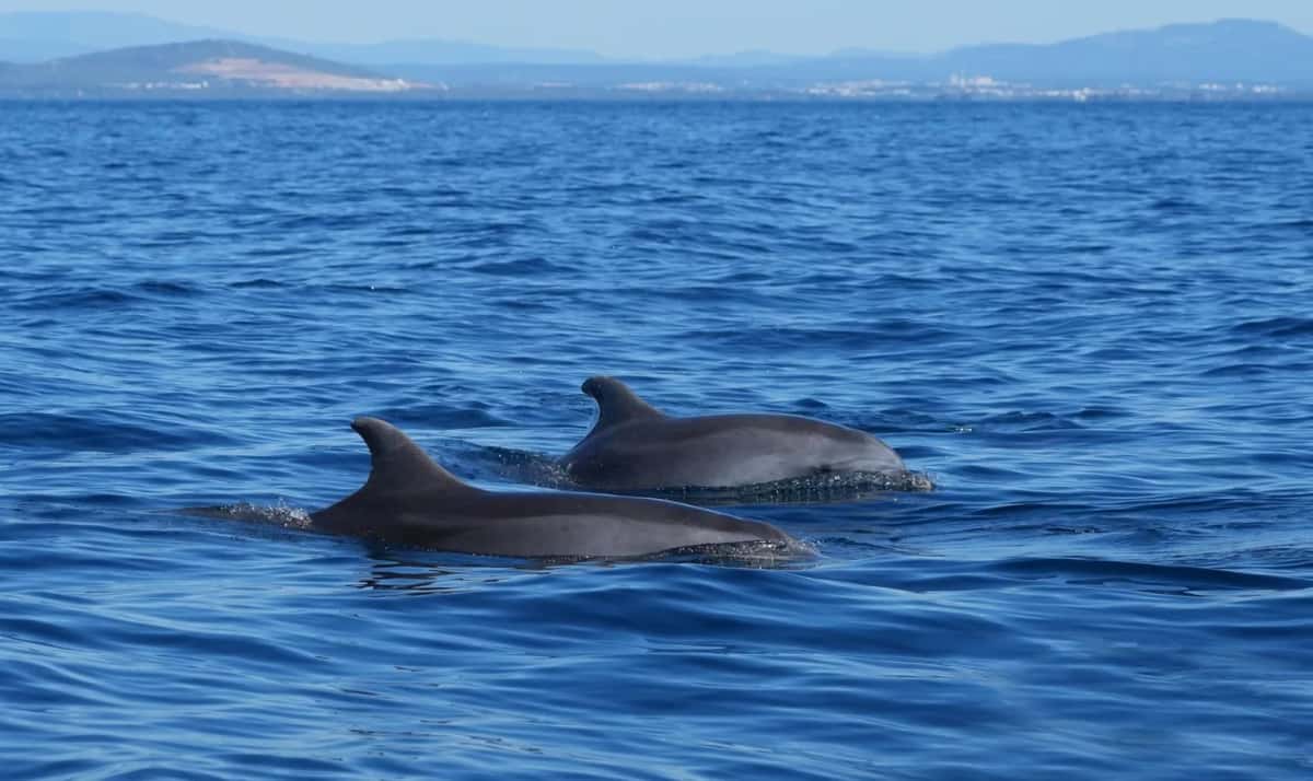 Deux dauphins à la surface d'une mer bleue