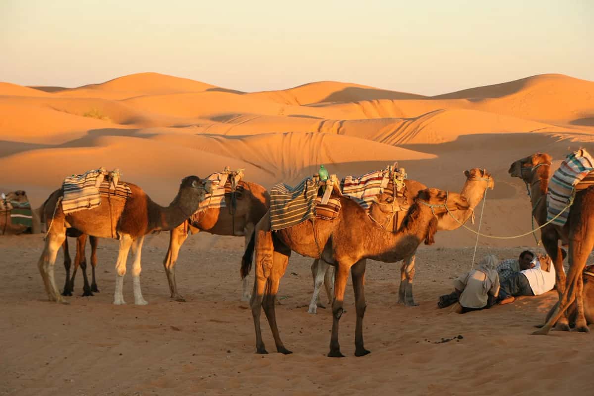 Dromadaires sellés et chameliers au repos au pied des dunes de Ksar Ghilane