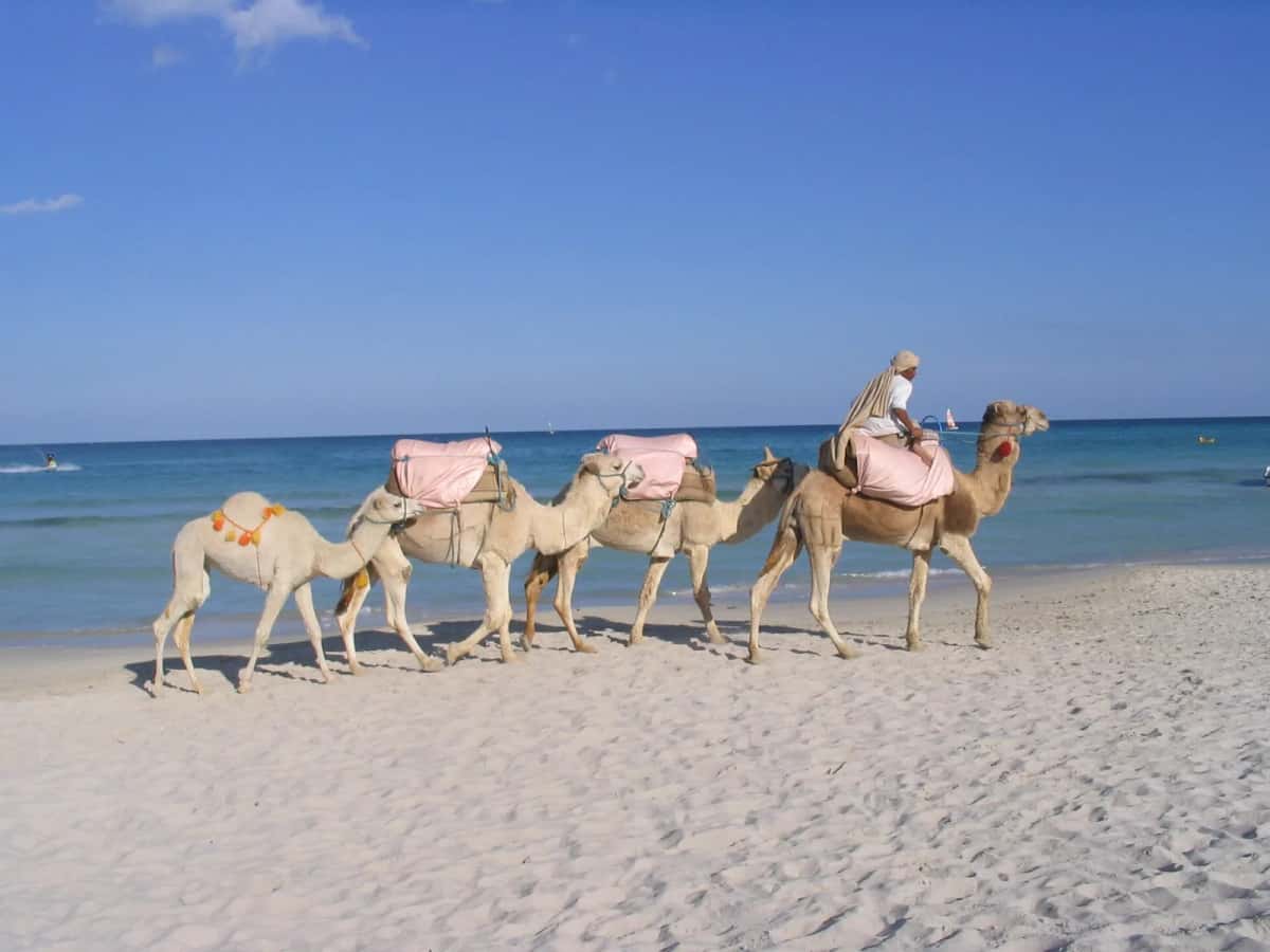 Caravane de dromadaires et son guide sur une plage de Djerba