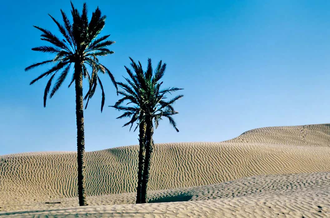 Dunes de sable et palmiers isolés à la sortie de Douz, dans le Sud tunisien