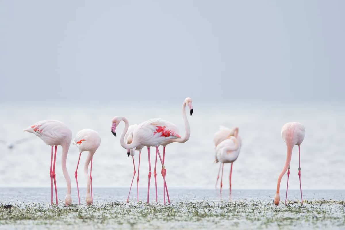 Flamants roses dans les eaux peu profondes d'une lagune de Djerba