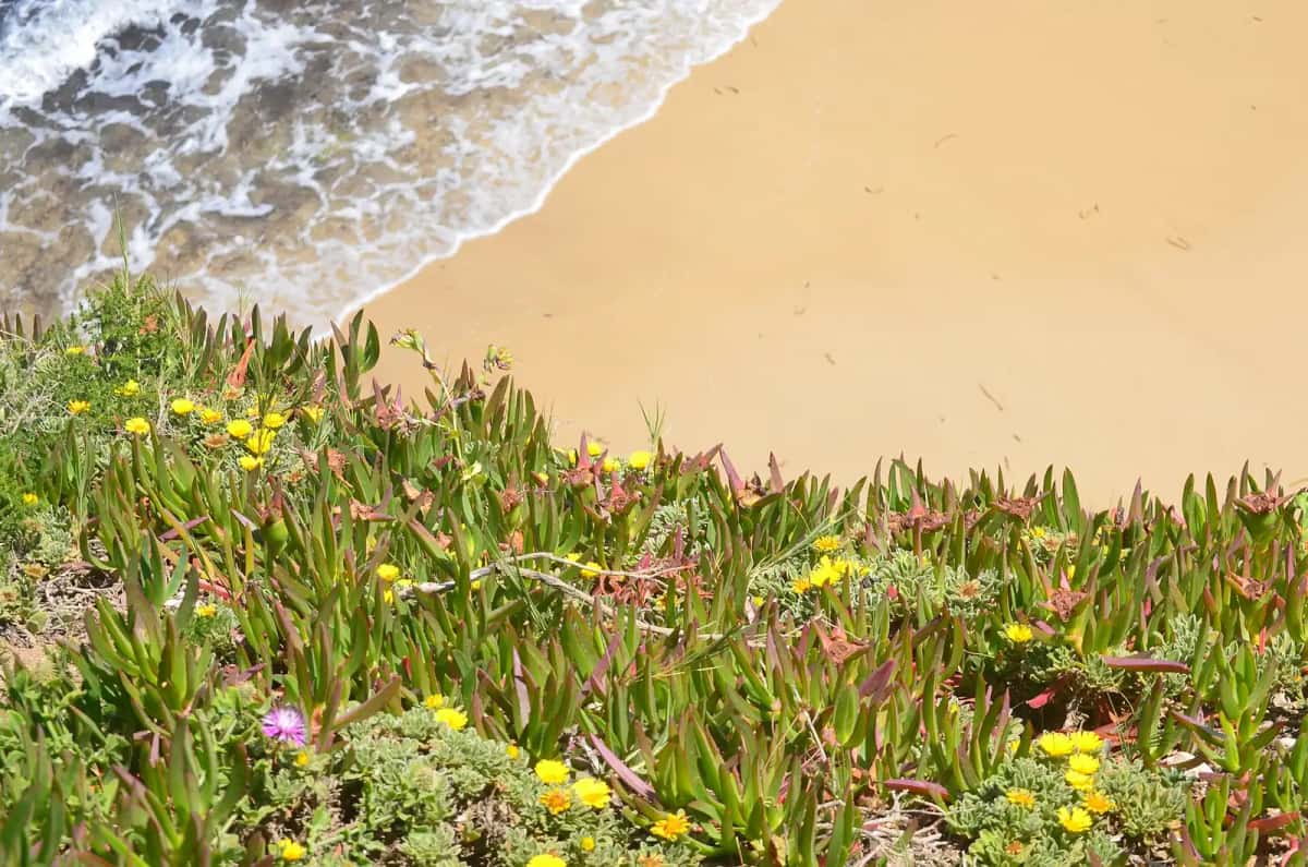 Griffes de sorcière en fleurs sur une dune du littoral tunisien, en avril