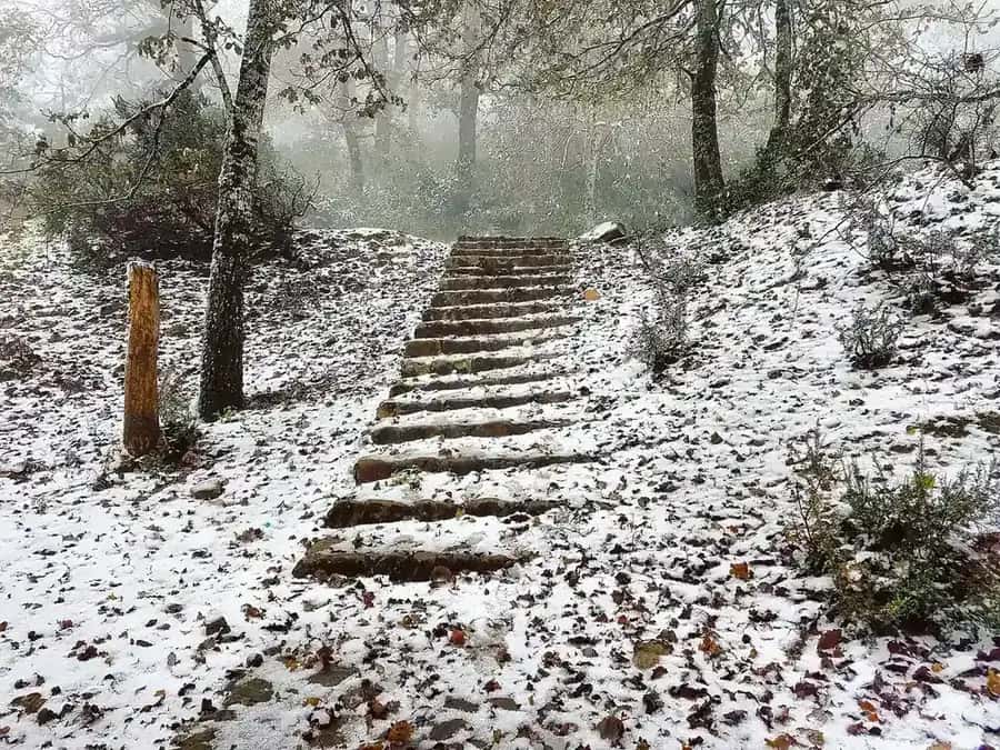 Neige sur la forêt de chênes-lièges d'Aïn Draham, en décembre