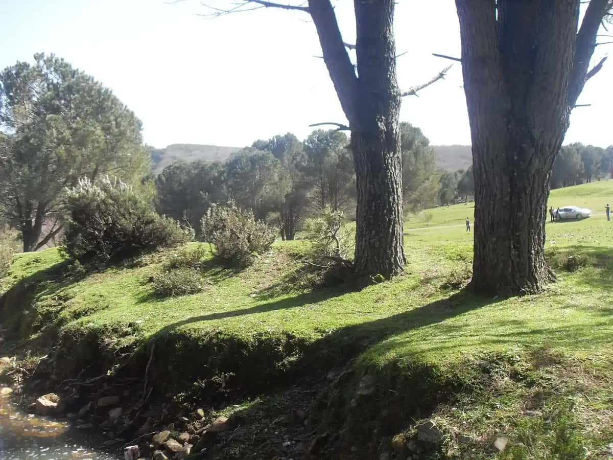 Oliveraie sous un ciel couvert dans le nord de la Tunisie