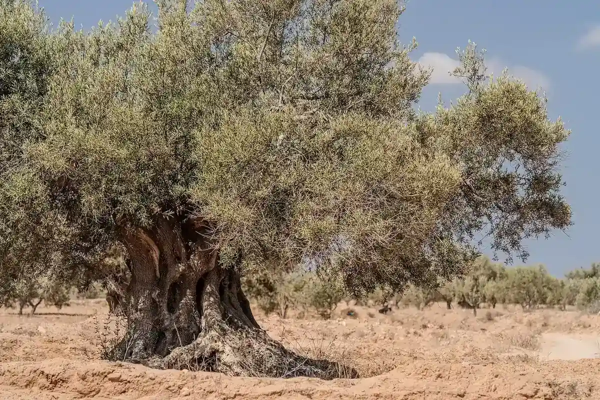 Olivier centenaire dans une oliveraie de Djerba, Tunisie