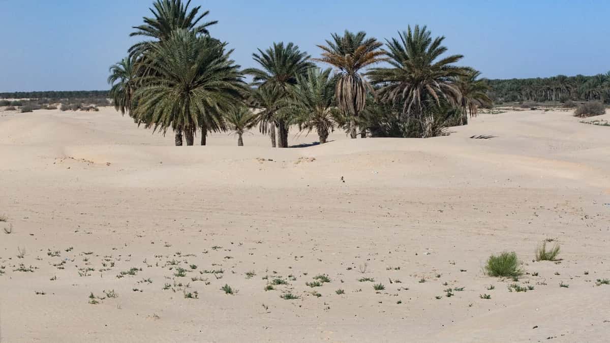 Palmiers dattiers au milieu des dunes claires du grand erg oriental, dans le Sud tunisien