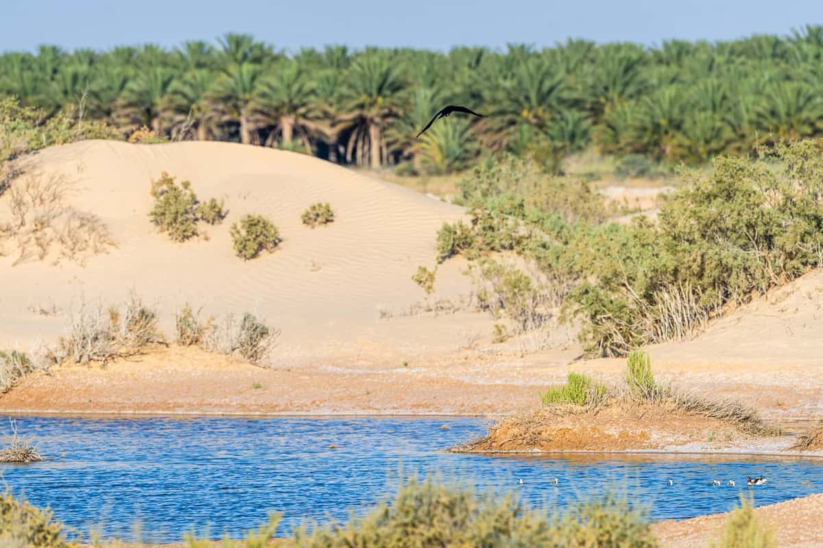 Point d'eau au pied d'une dune, devant la palmeraie de Douz