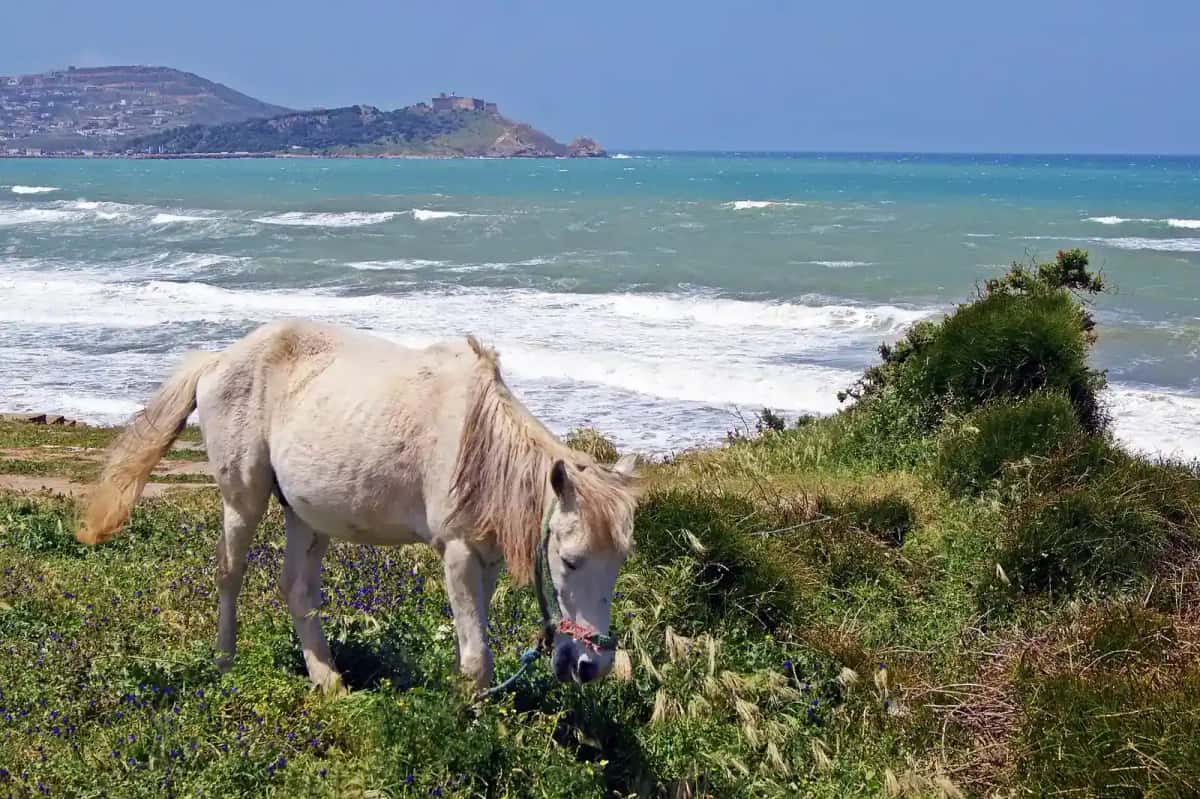 Prairie verte et cheval en bord de mer sur la côte de Tabarka