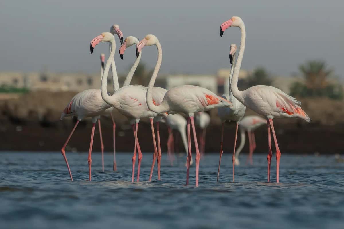 Flamants roses dans les bassins des salines de Thyna, au sud de Sfax